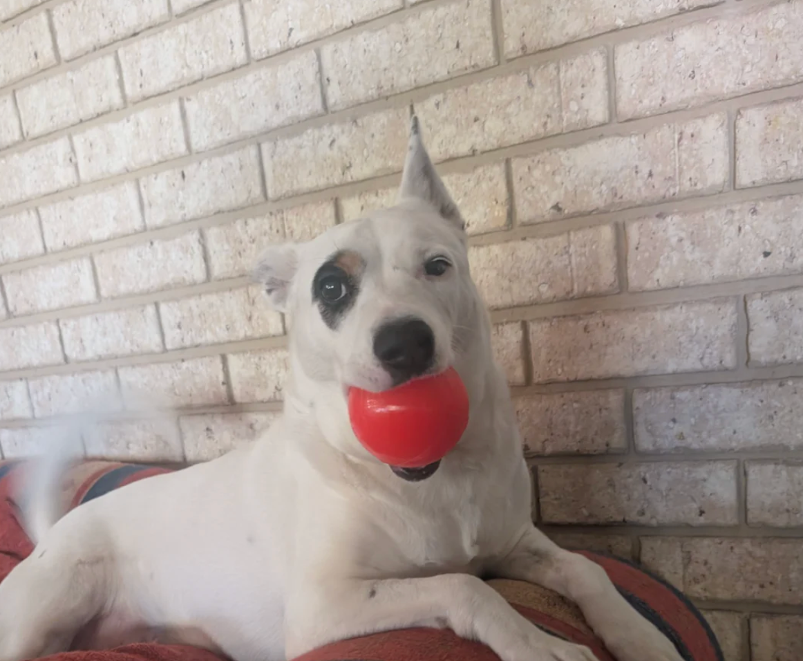 Best dog ball NZ