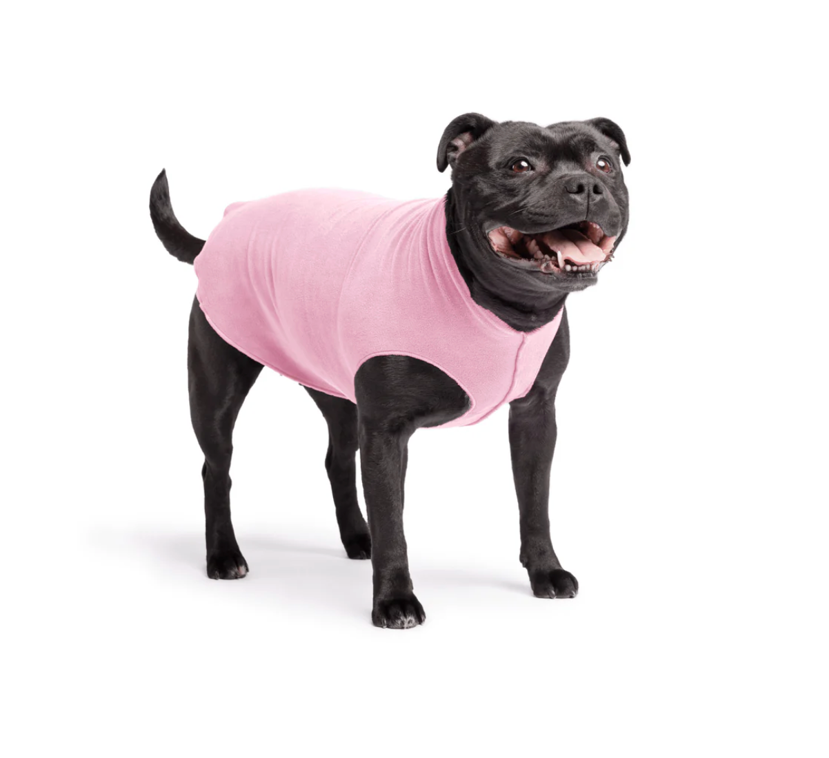 Staffy dog wear NZ