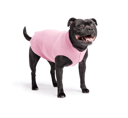 Staffy dog wear NZ