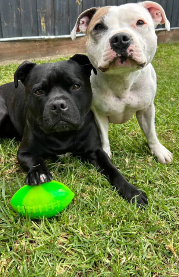 Floating dog football toy NZ