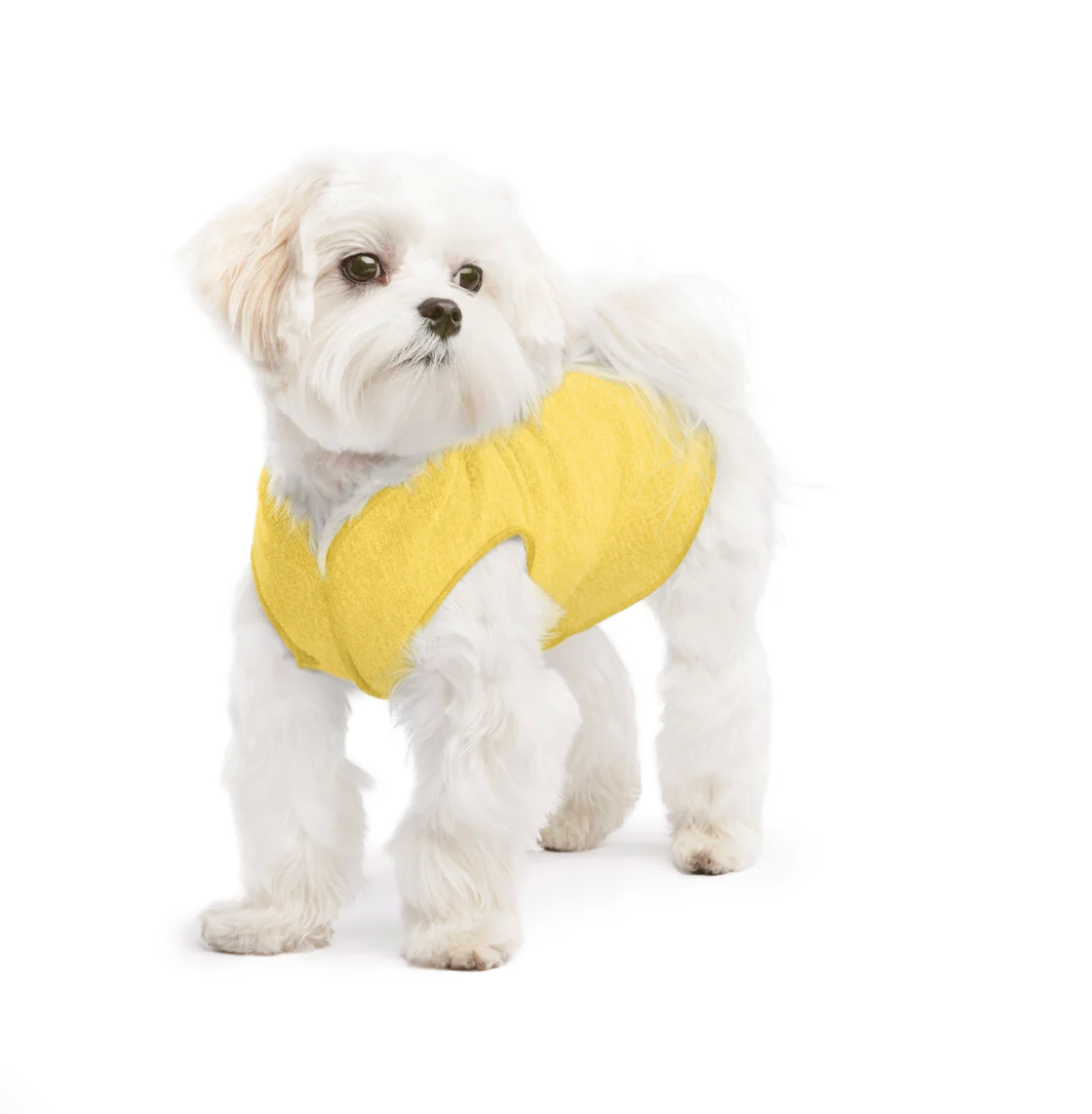 Small dog wearing the Goldpaw Sun Shield and Cooling Tee