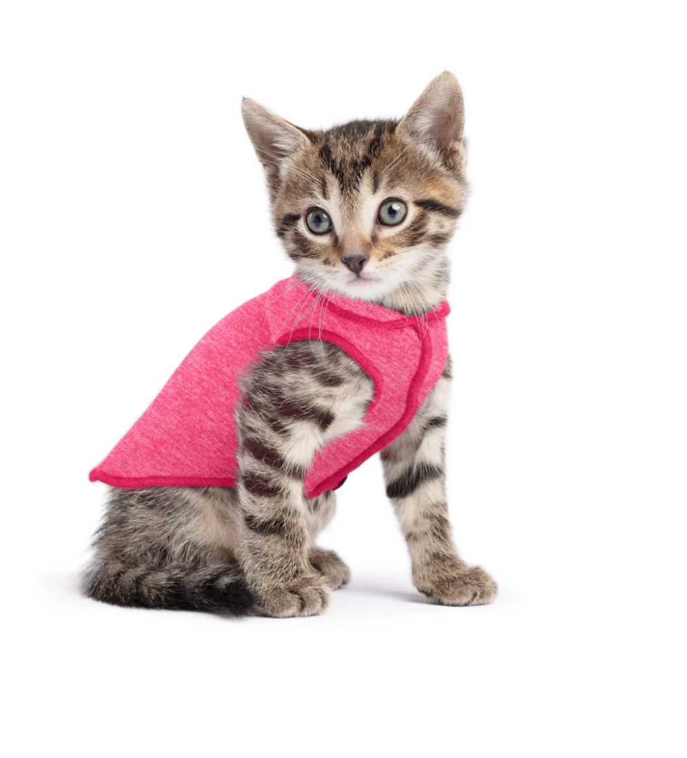 Kitten wearing a Sun Shield Tee Flamingo