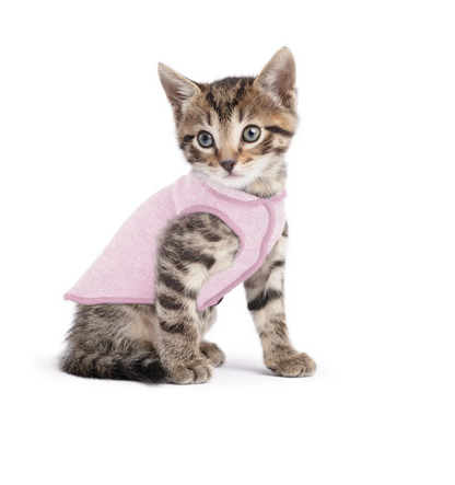 Kitten wearing a Sun Shield Tee Pink Lemonade