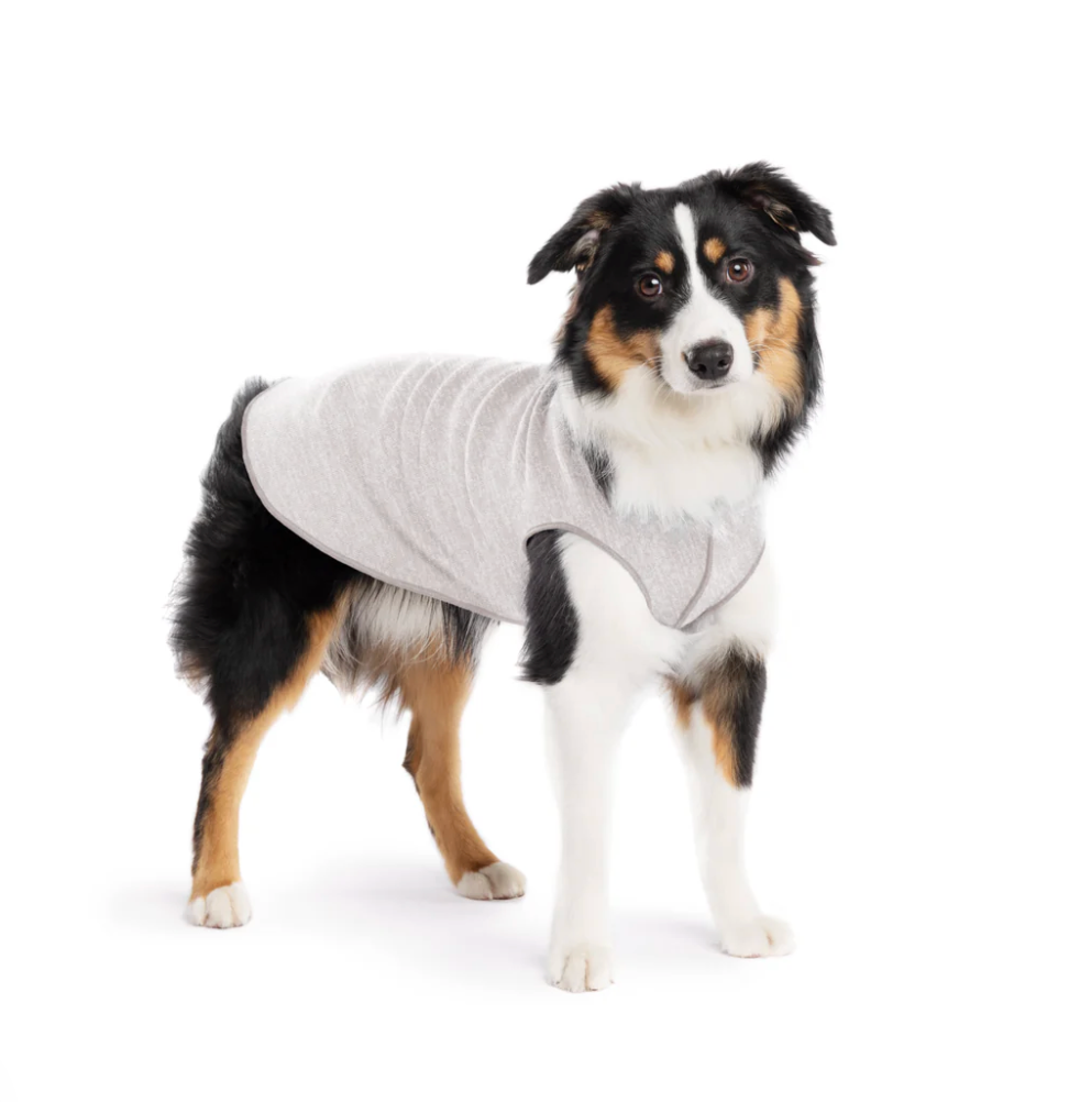 Large dog wearing the Goldpaw Sun Shield Pebble