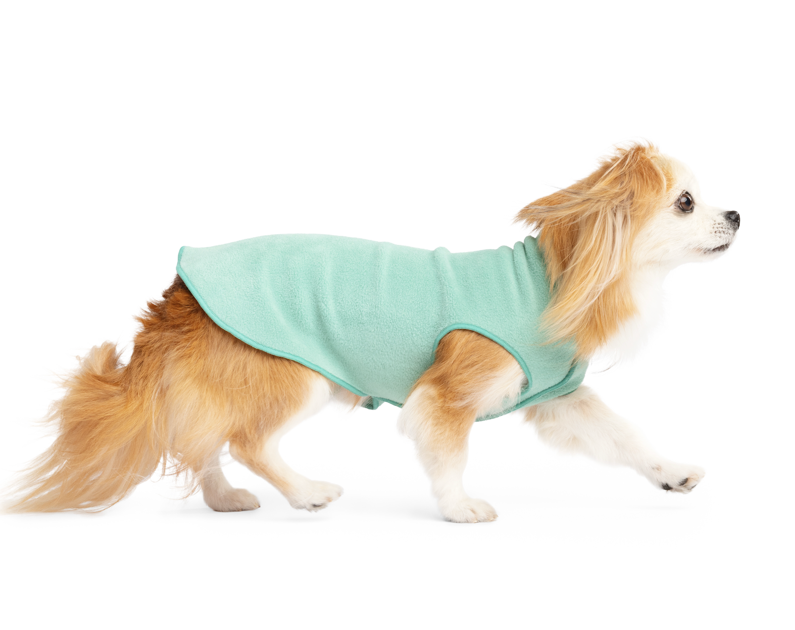 Luxury dog clothes Auckland