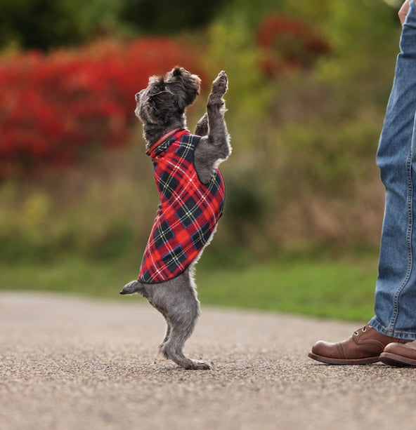 Schnauzer dog in a red plaid coat standing on its hind legs next to a person outdoors.