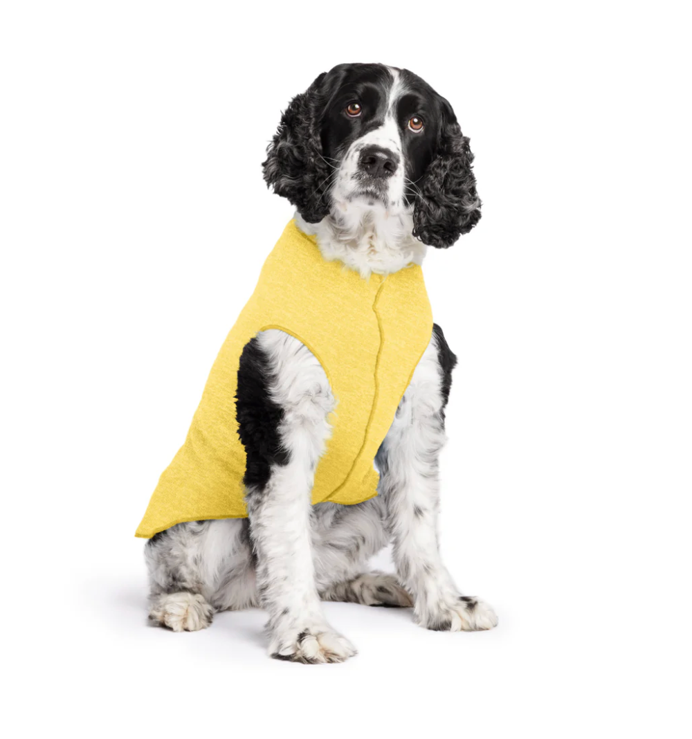 Dog wearing a Dog Sun Shield Butter New Zealand