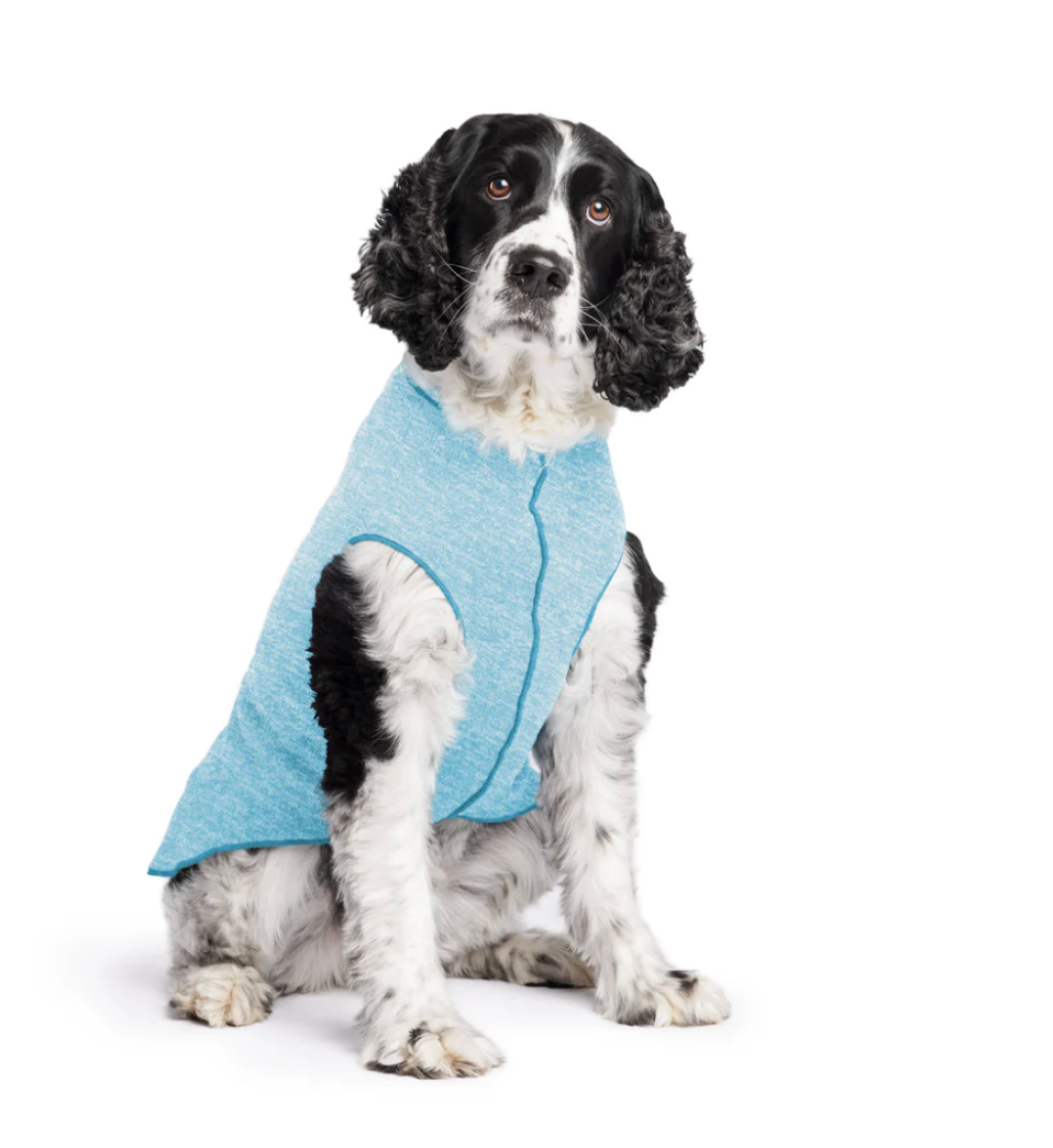 Spaniel wearing a Goldpaw Sun Shield Ocean