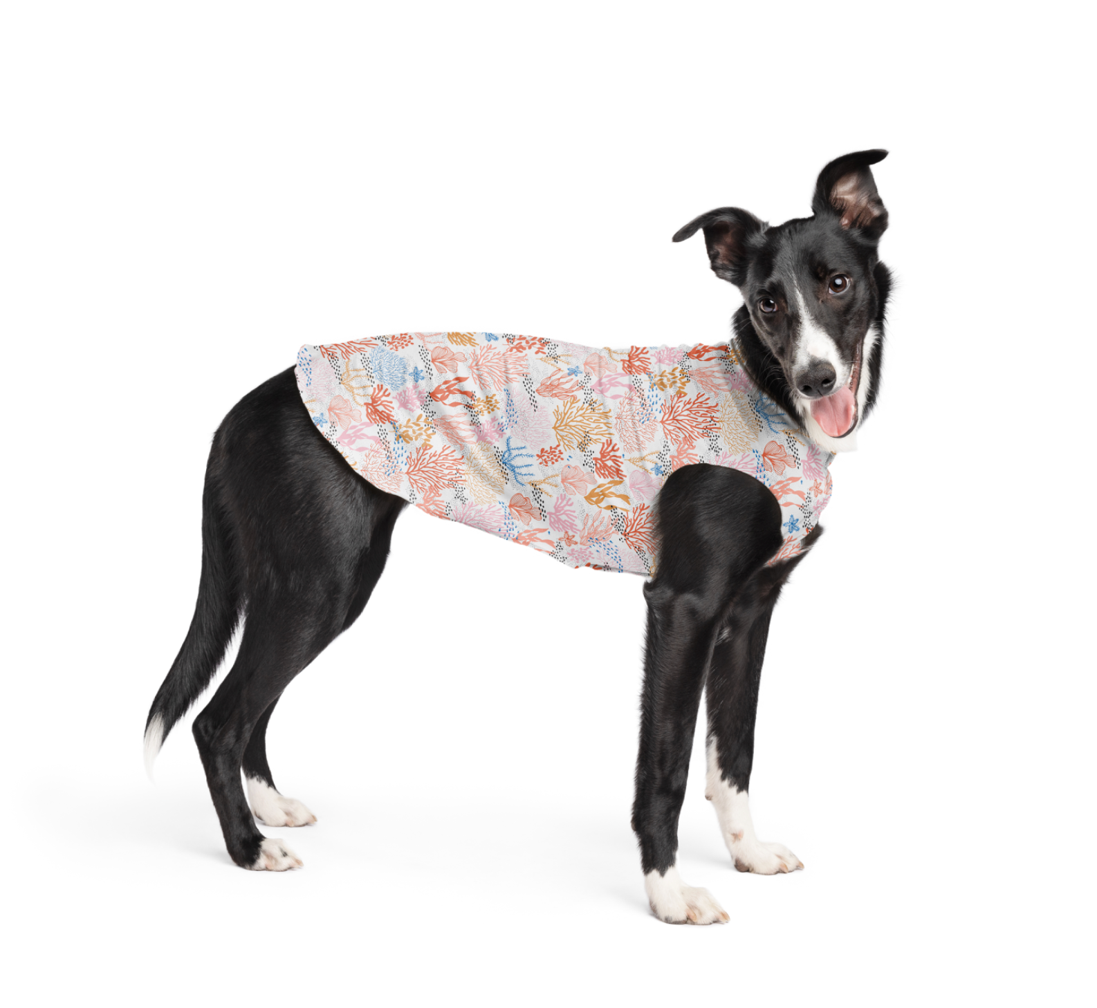 Dog wearing the Coral Reef Sun Tee