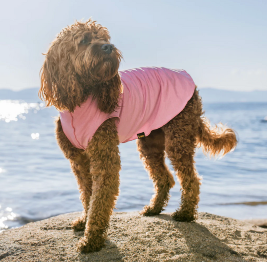 Dog wearing a Dog Sun Tee Pink Lemonade