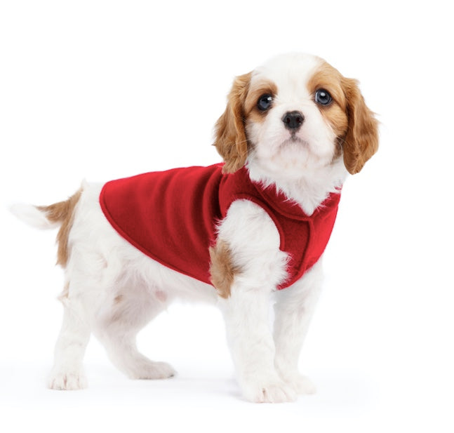 Small dog wearing our stretch fleece red.