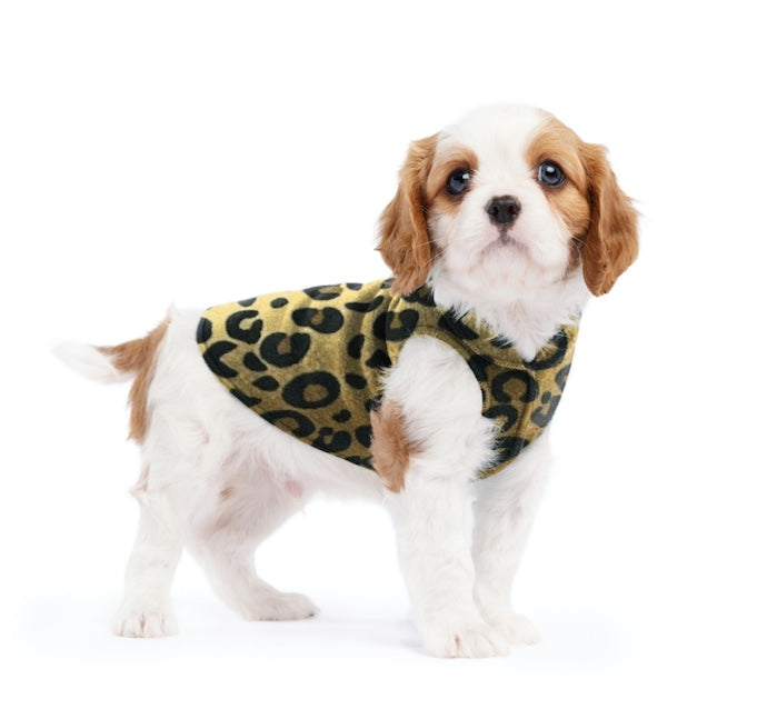 Small dog wearing the Leopard stretch fleece. New Zealand