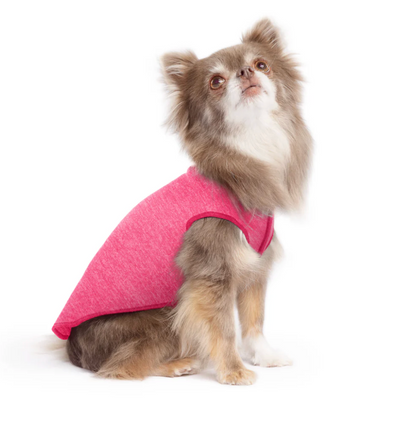 Small dog wearing the Goldpaw Sun Shield Tee Flamingo