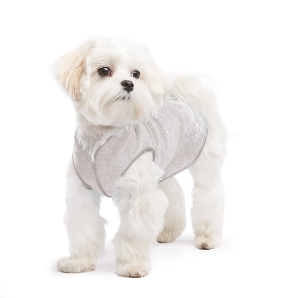 Small dog wearing a size 10 Sun Shield Tee Pebble