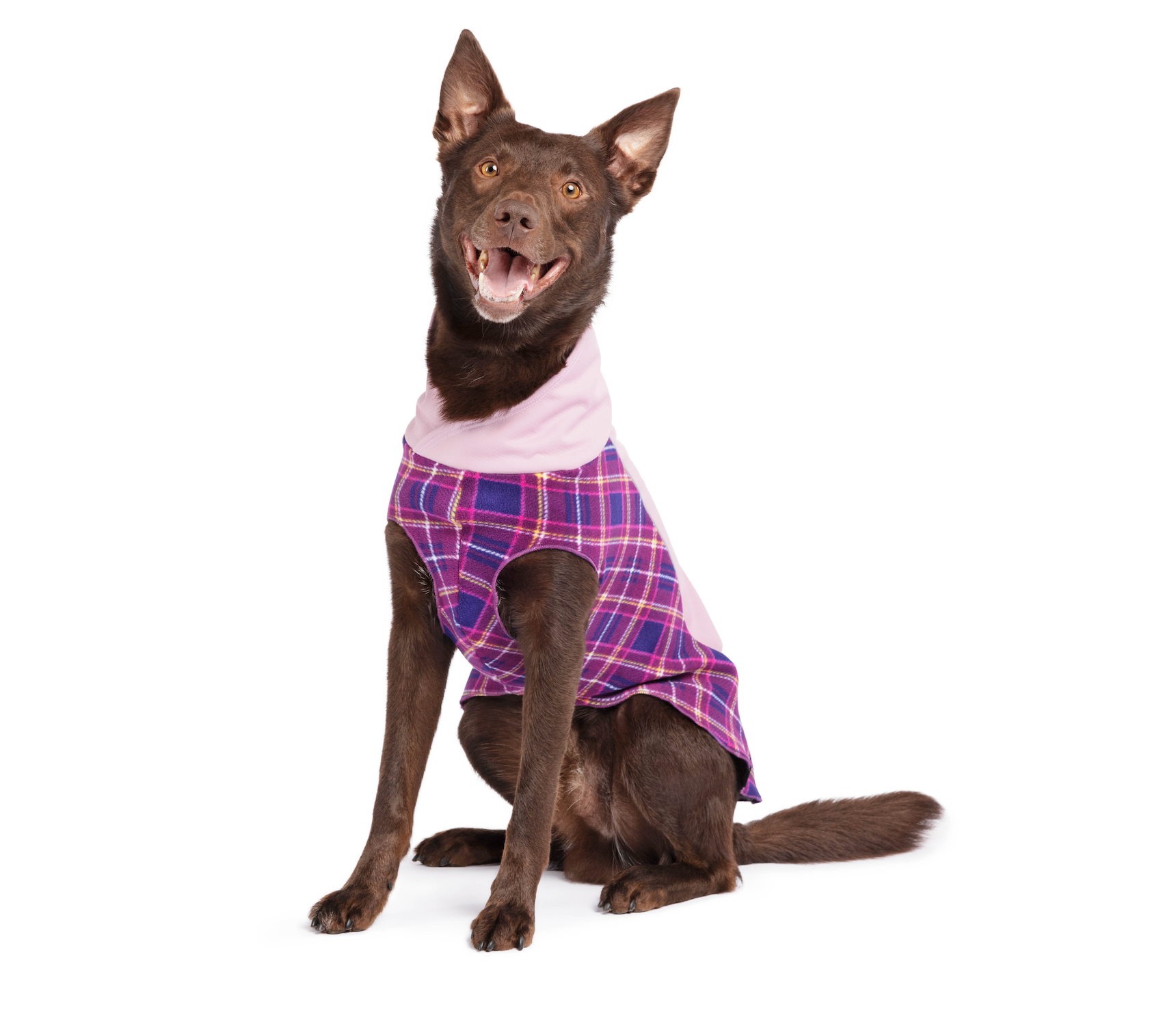 warm dog coat NZ