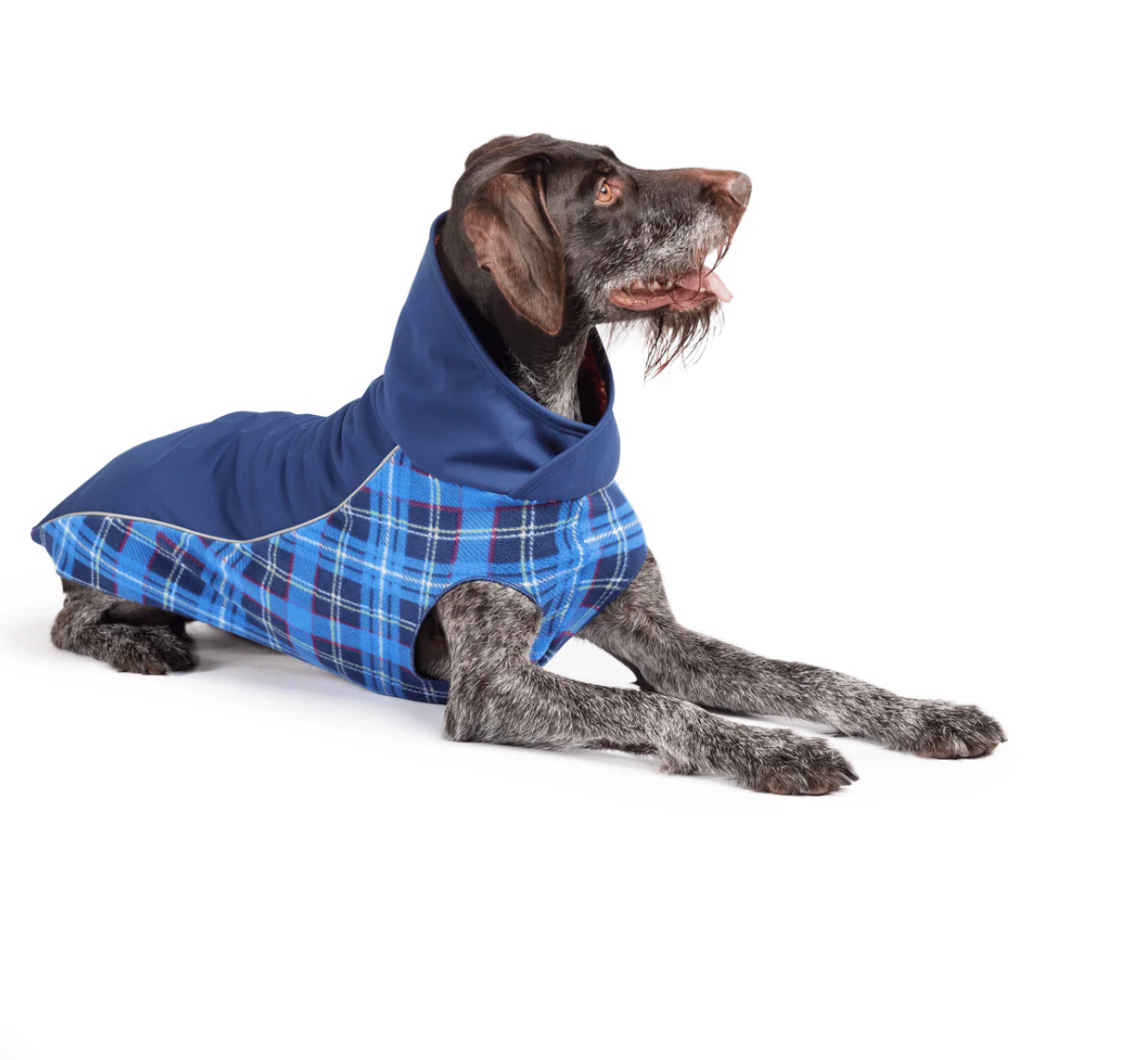 Dog jumper NZ