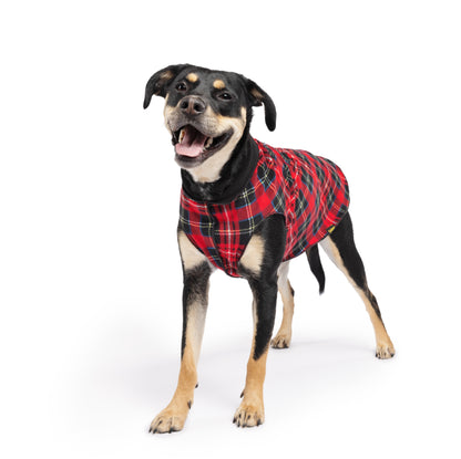 Dog wearing the Goldpaw Double fleece
