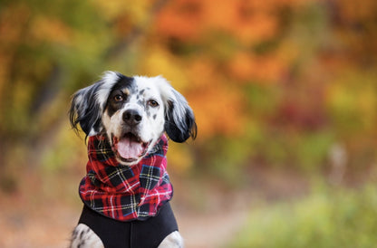 Large dog wearing the tartan dog snood