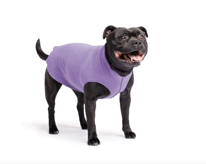 Staffy wearng the Lavender Goldpaw Stretch Fleece.