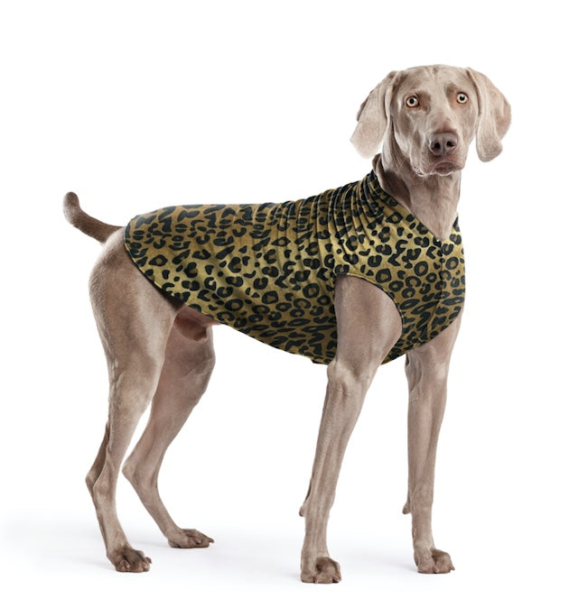 Waimaramer dog wearing a Leopard stretch Fleece from Louis and Phoebe in Auckland New Zealand