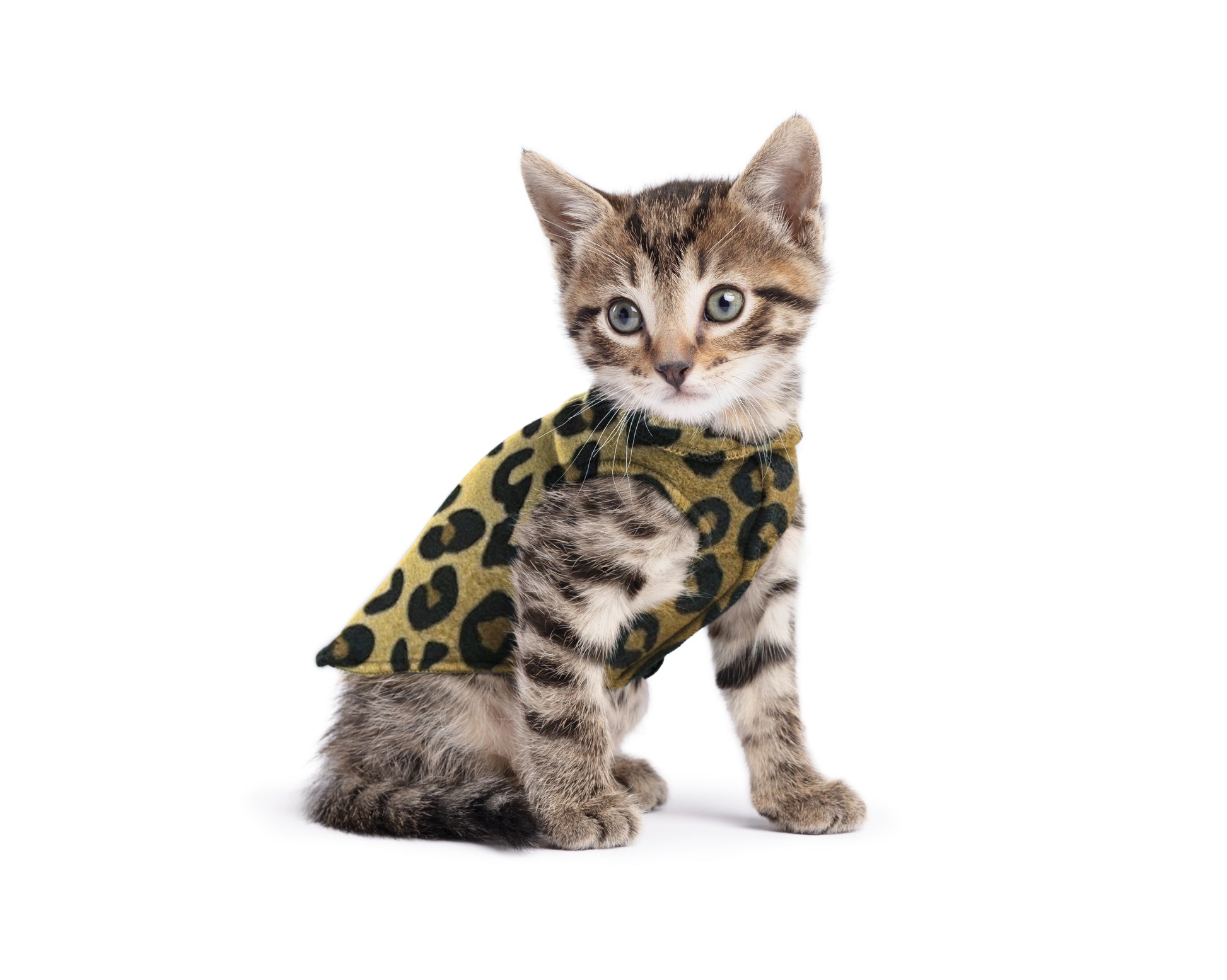 Cat wearing size 6 of the Leopard Stretch Fleece. Auckland