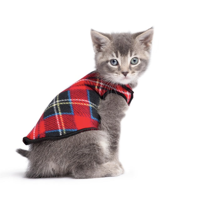 Cat wearing a red plaid sweater on a white background