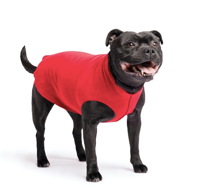 Staffy wearing the red stretch Goldpaw Fleece.