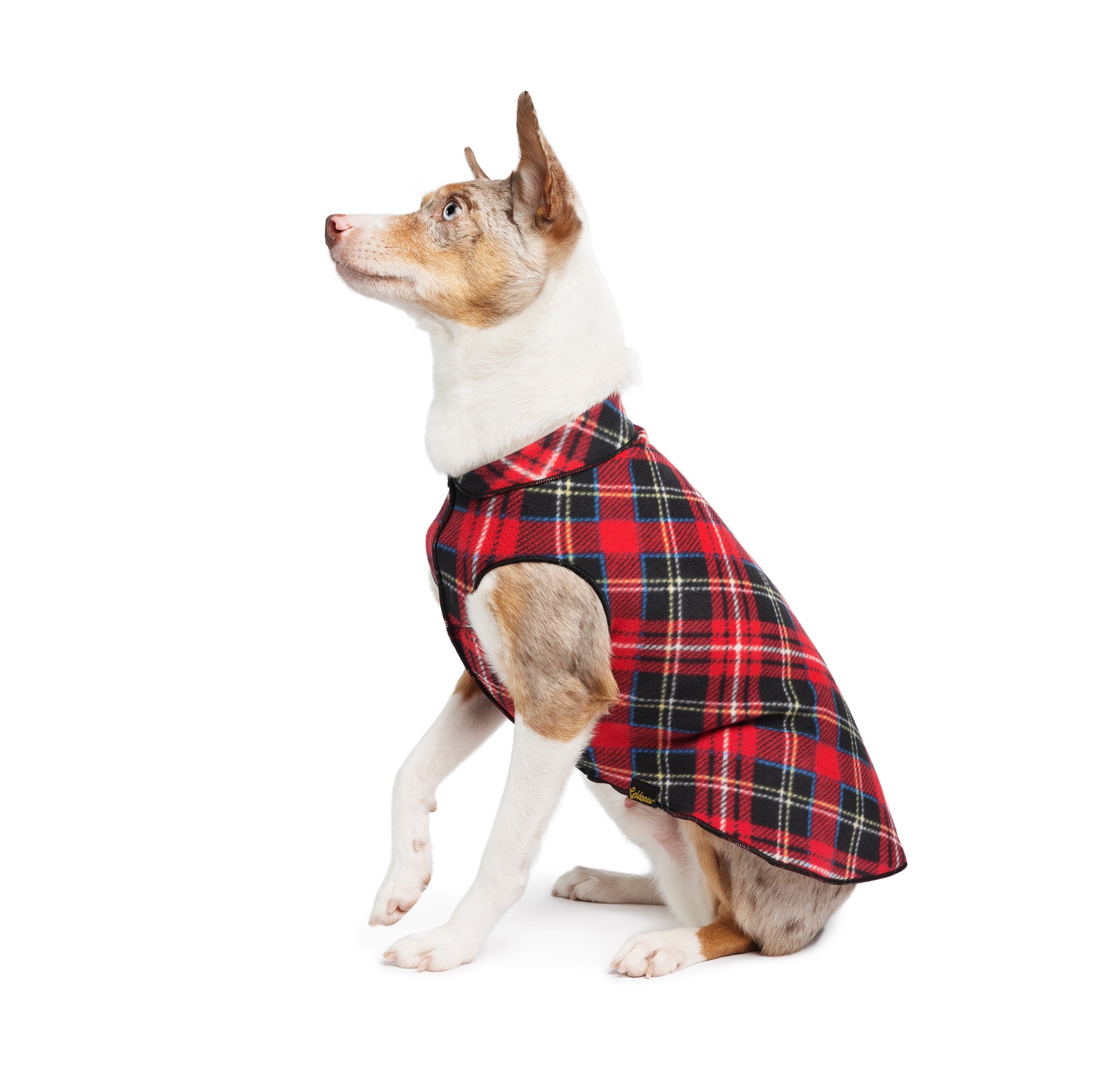 Dog wearing a red and black plaid coat on a white background New Zealand