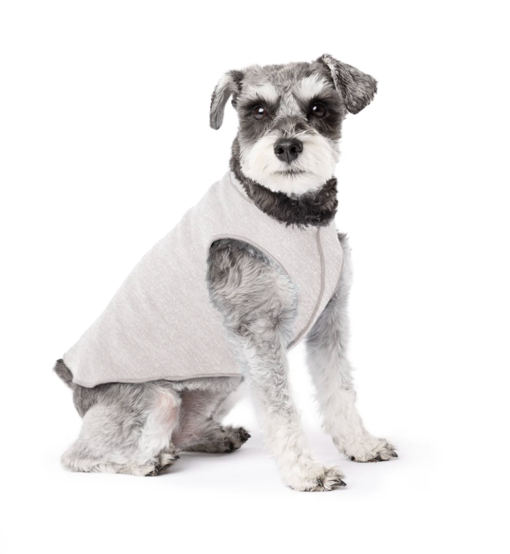 Schnauzer wearing a Sun Tee Pebble