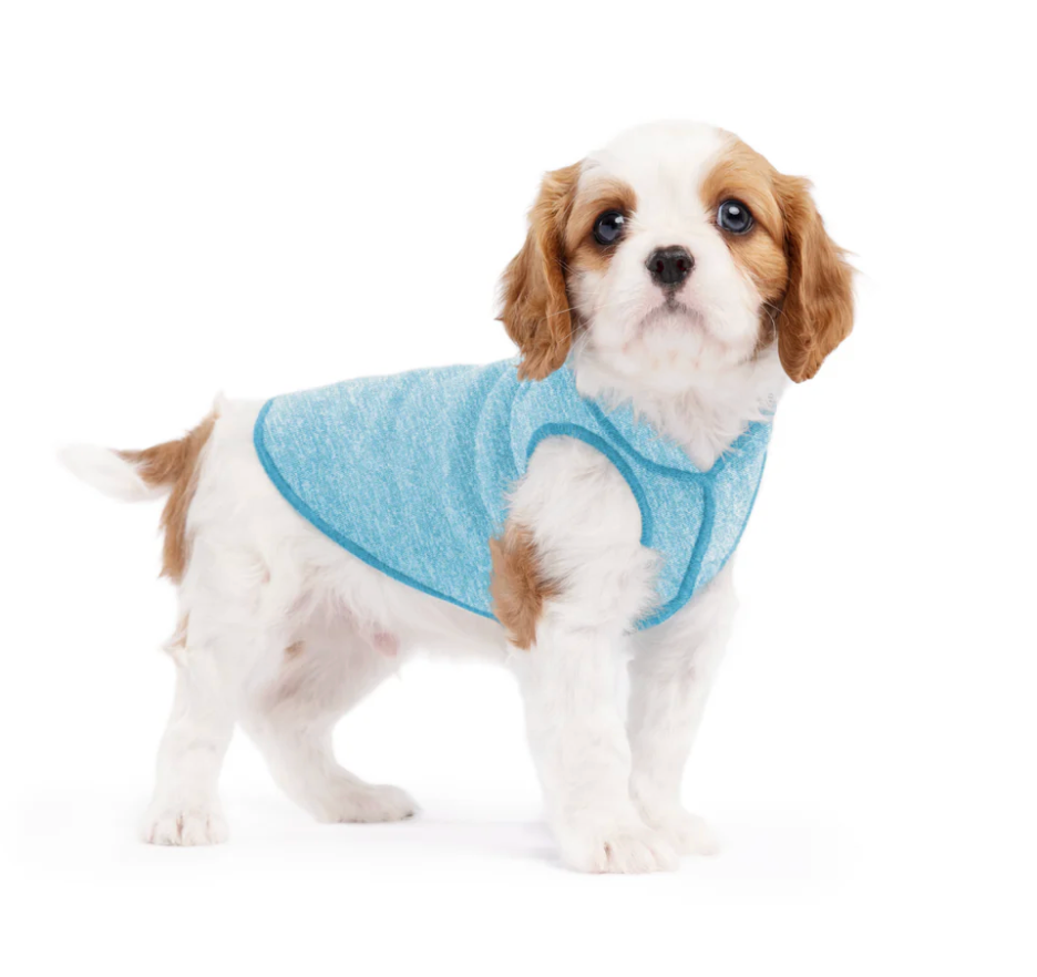 Small dog wearing the Goldpaw Sun Shield Ocean