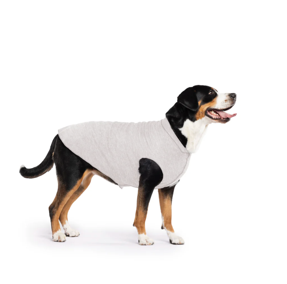 Bernese Mountain Dog wearing a Sun Shield Tee Pebble