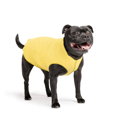Staffie wearing the Goldpaw Sun Shield Tee Butter
