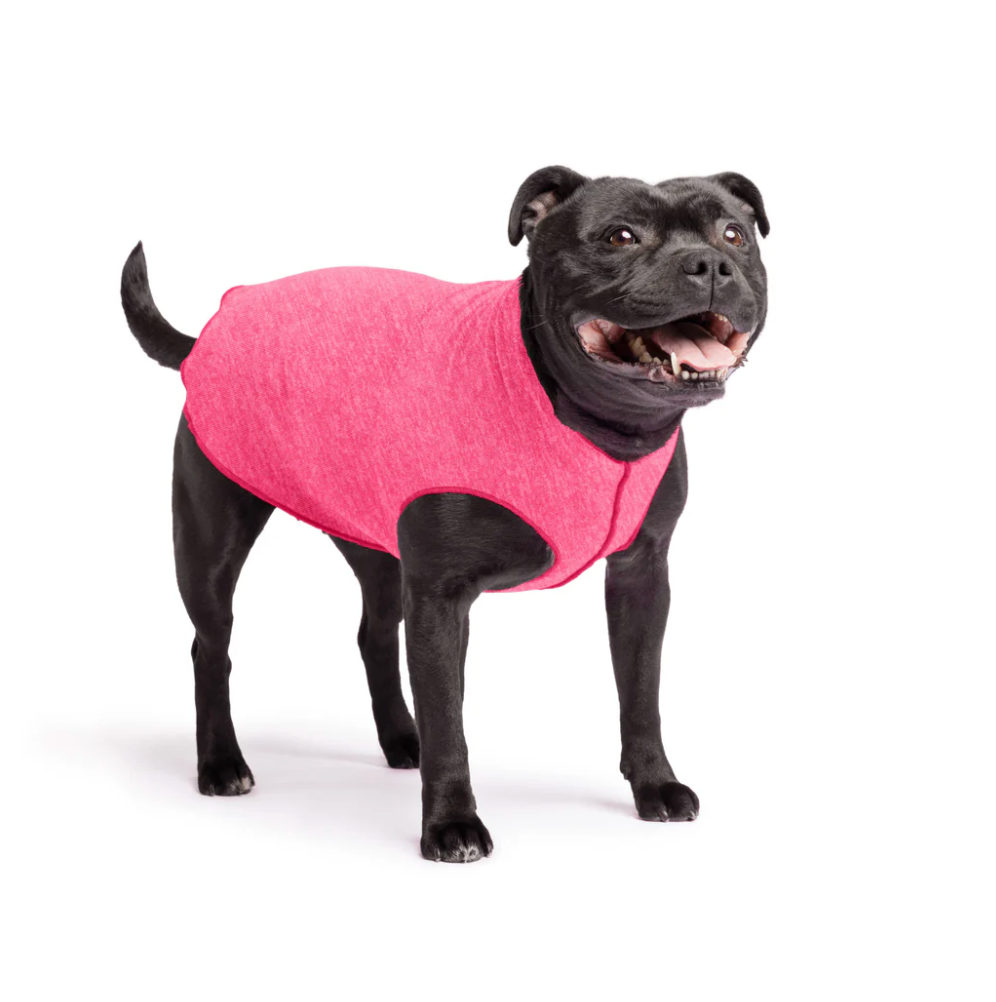 Staffie wearing a Goldpaw Sun Shield Tee Flamingo