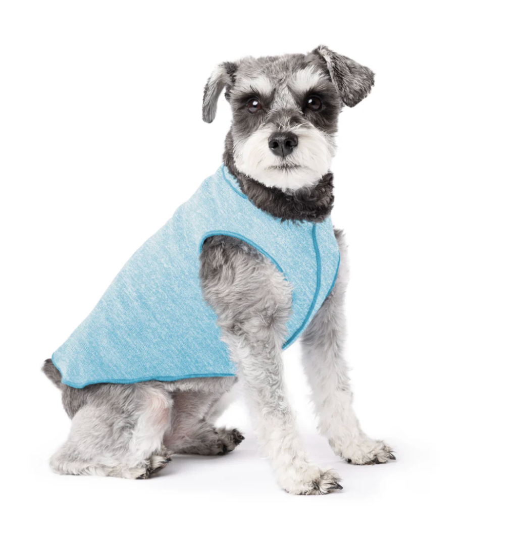 Schnauzer wearing the Goldpaw Sun Shield Tee Ocean