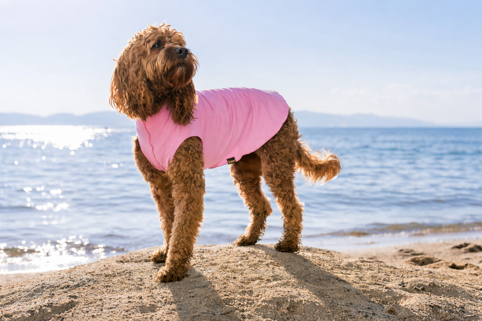Dog wearing a pink sun shield tee New Zealand