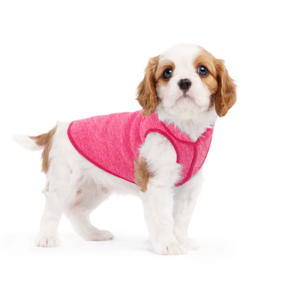 Small dog wearing the Sun Shield Flamingo