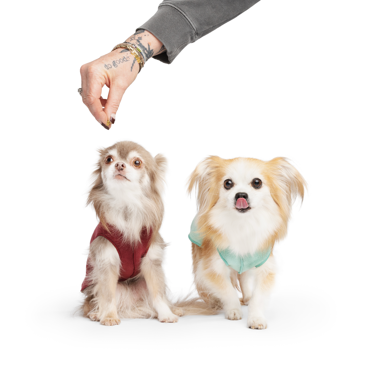 Dog fleeces for small dogs NZ