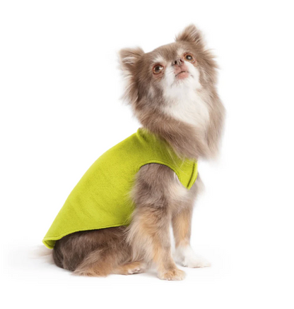 winter dog essentials