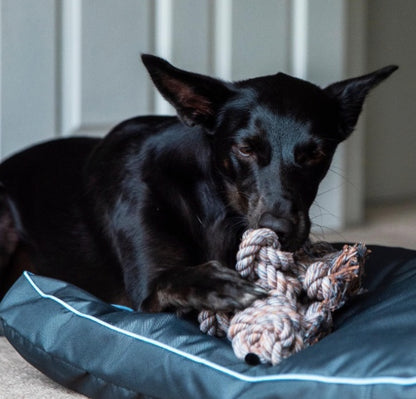 Large dog chewng the rope Buddie toy.