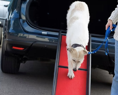 A larger dog using the pet car ramp