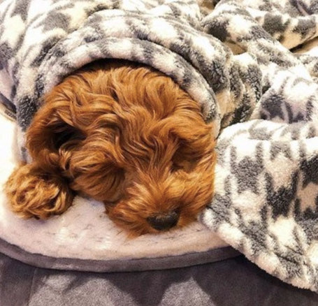 Puppy snuggled under the Houndstooth dog blanket