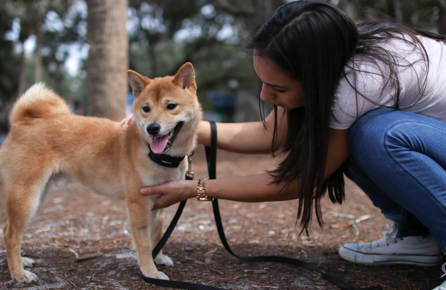 Woman petting a Shiba Inu dog with its Bark Wise ultrasonic bark collar on New Zealand