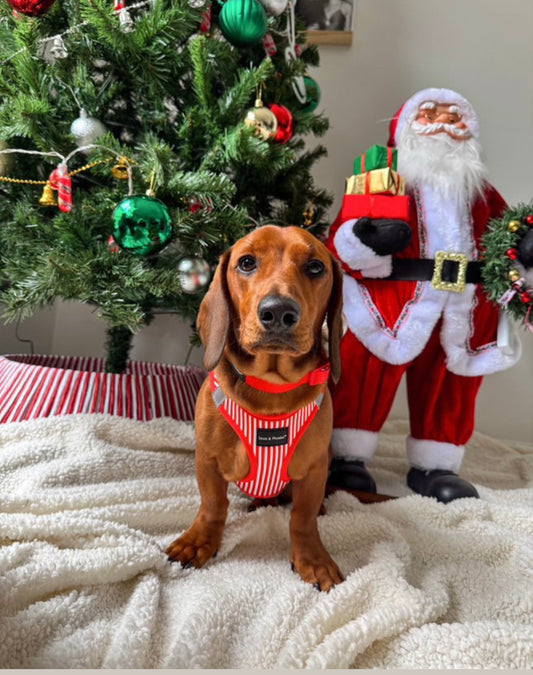 Louis and Phoebe Clip And Go Harness Candy Red