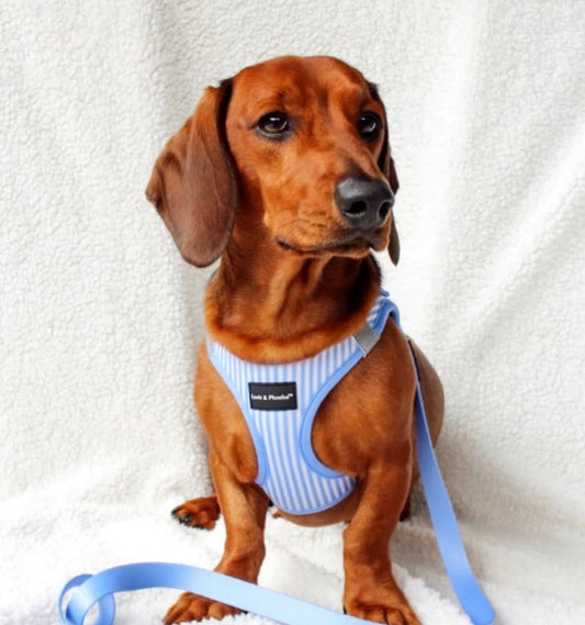 Louis and Phoebe Clip And Go Harness Candy Striped Blue