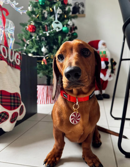 Louis and Phoebe Collar Candy Stripe Red