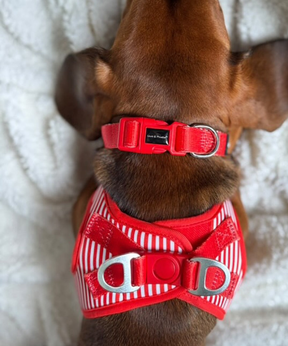 Louis and Phoebe Collar Candy Stripe Red