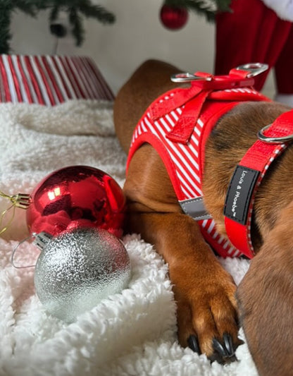 Louis and Phoebe Collar Candy Stripe Red