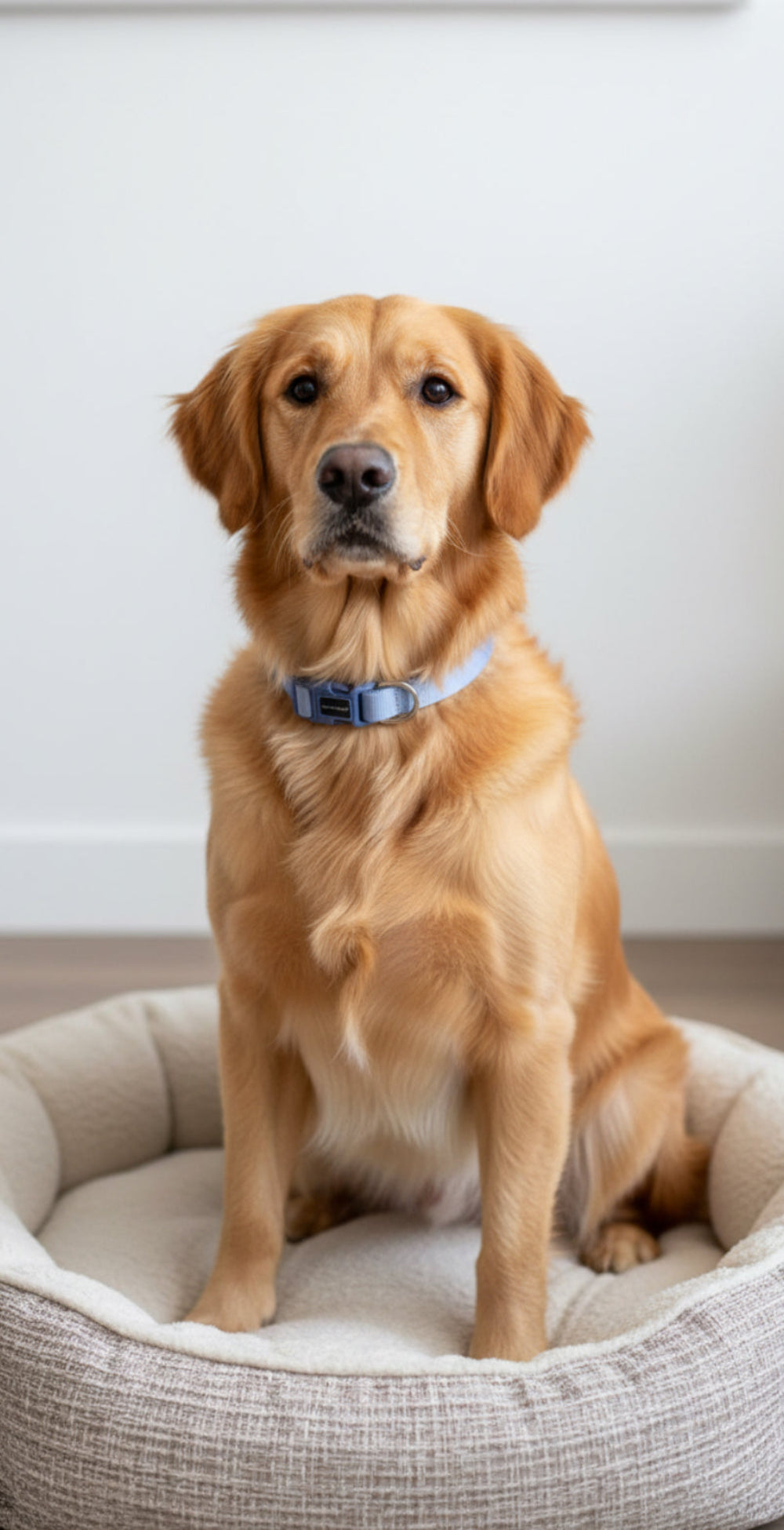 Louis and Phoebe Collar Candy Striped Blue