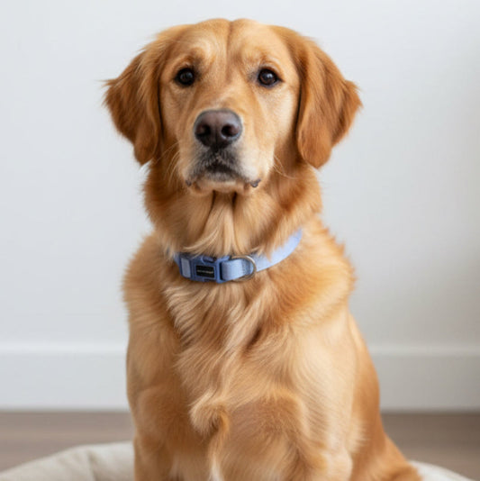 Louis and Phoebe Collar Candy Striped Blue
