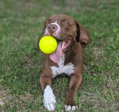 Toughest dog ball NZ